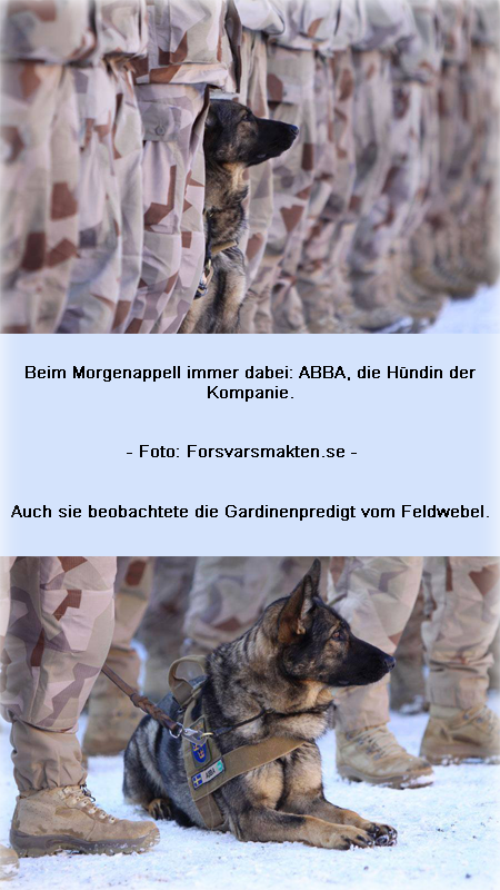 military dog heros abba autisirius 