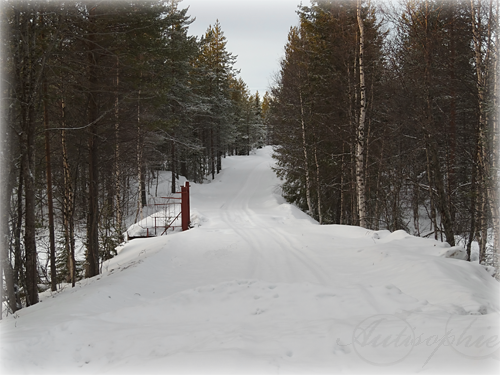 autisirius trail dogs norbotten helicopter pilot 