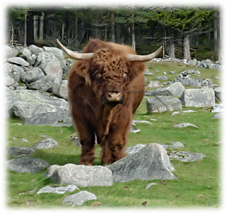 highlandcattle2014