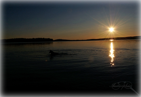 autisirius pierre sea sweden norrbotten