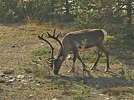 rengrasgruenaesen