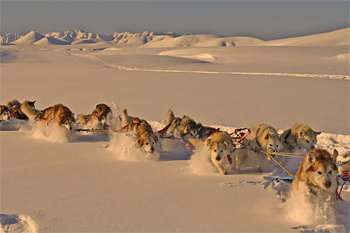 trailbreaker_malamute